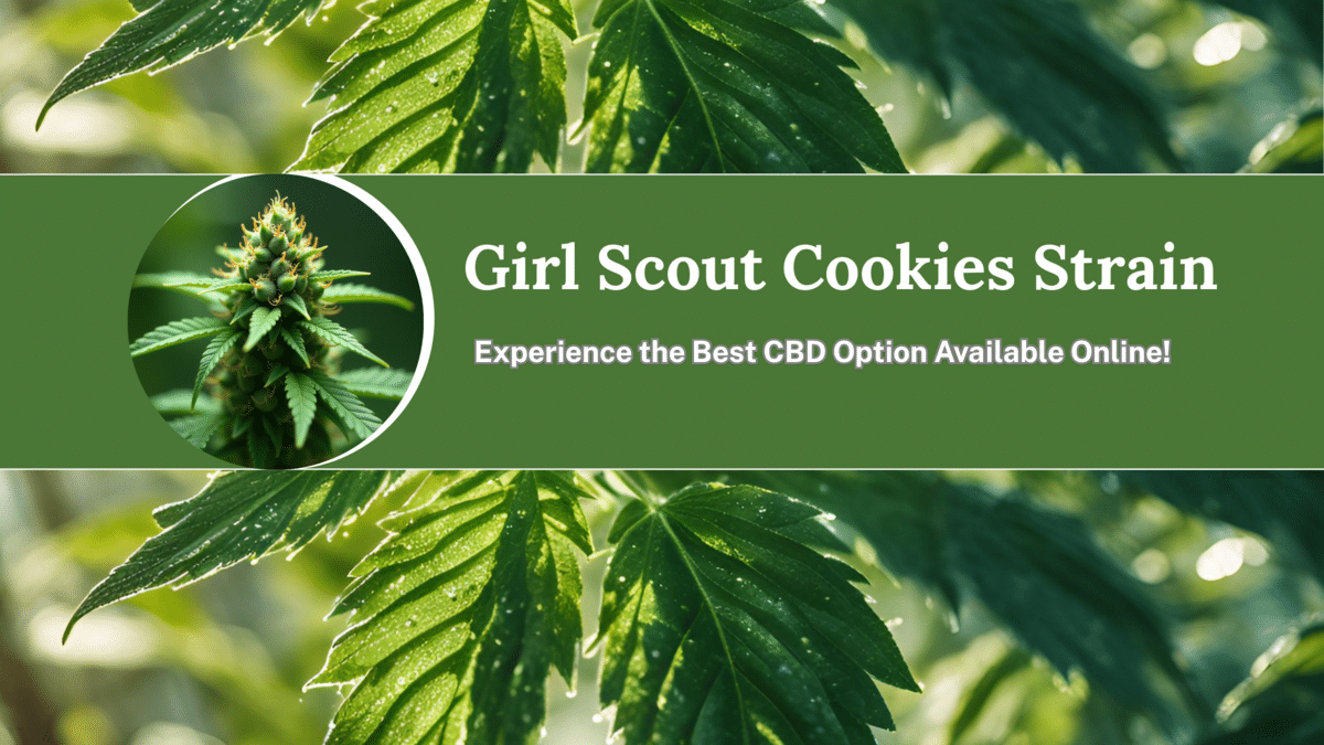 Girl Scout Cookies Strain